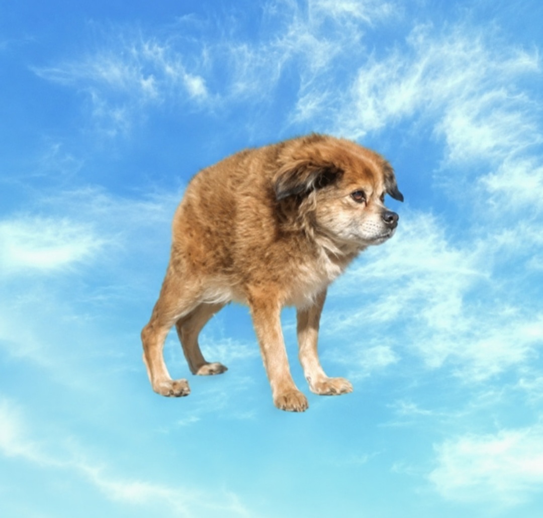 Tilly the syndrome dog, star of $TILLY memecoin