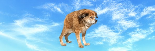 Tilly in the sky